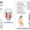 Los musculso oblicuos