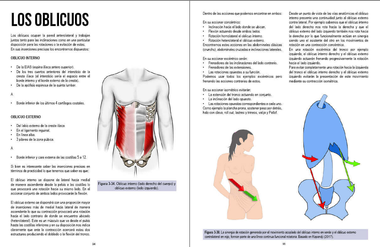 Los musculso oblicuos