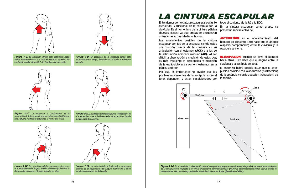 La cintura escapular
