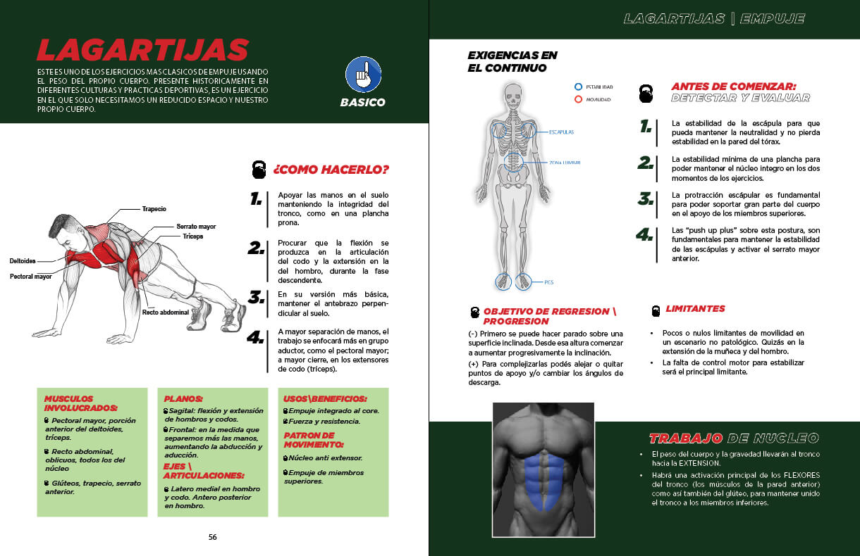 Lagartijas y sus musculos