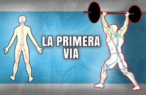 VIAS ANATOMICAS