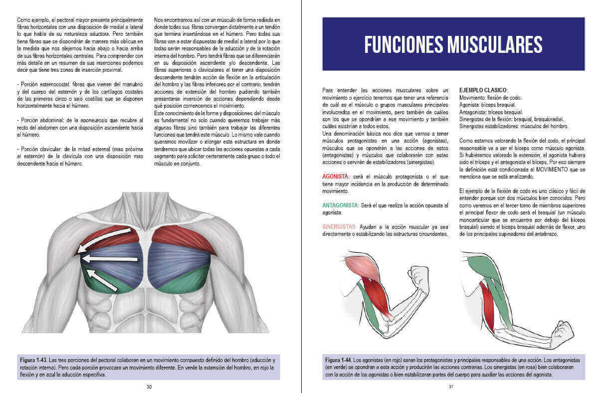 PACK. Manual de Fuerza Anatomía y entrenamiento. Tomos 1,2,3. (Edición impresa). – ENVIO GRATIS - Imagen 3