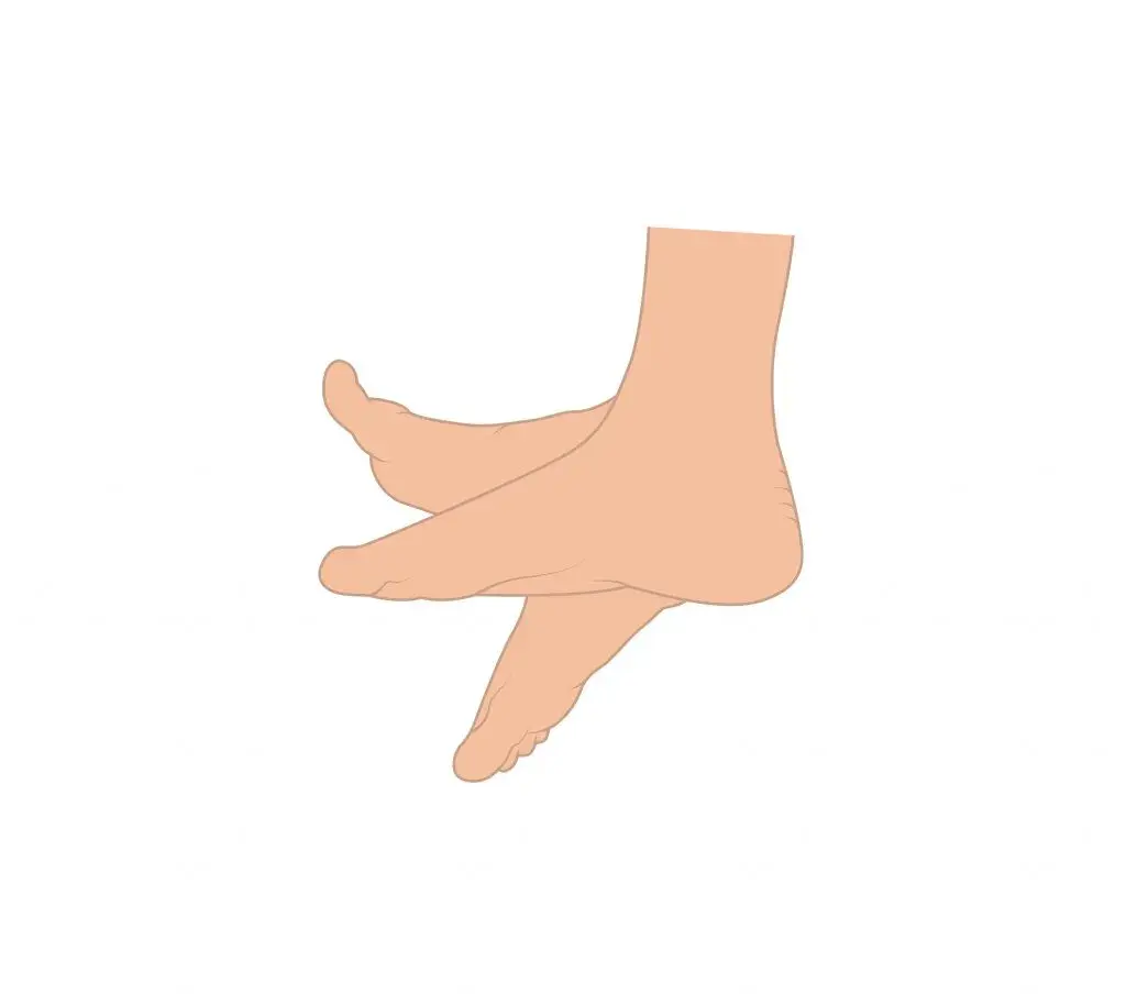 Flexion y extension del pie